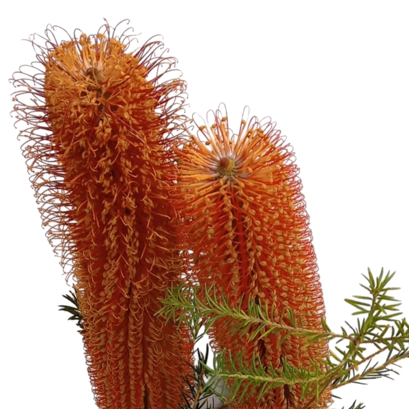 Banksia Ericifolia
