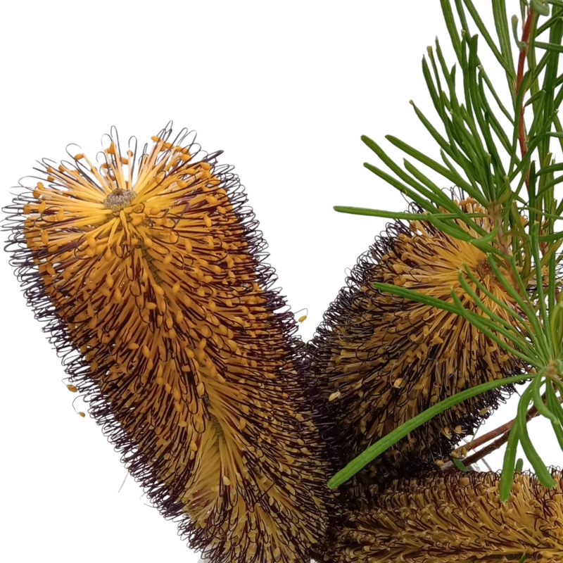 Banksia Spinulosa
