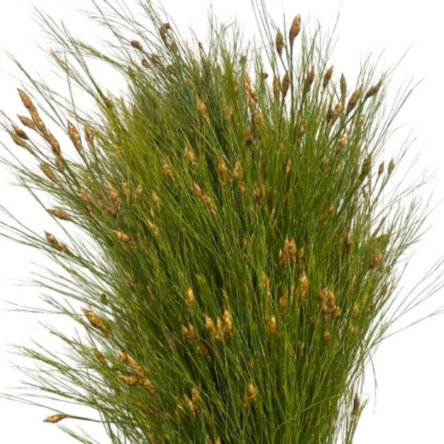 Bell Reed Female – OZ Flora