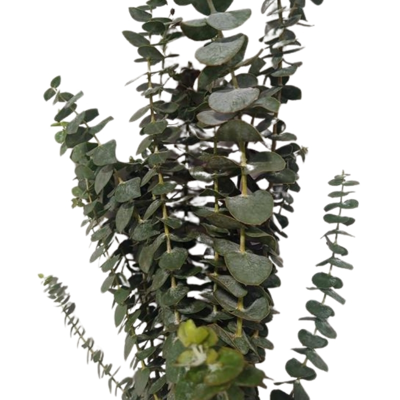 Eucalyptus Baby Blue
