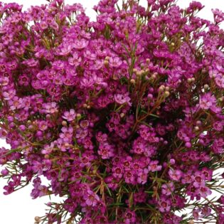 Geraldton Wax Early Purple