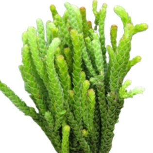 Buxifolia