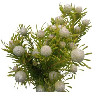 Leucadendron Jade Pearl