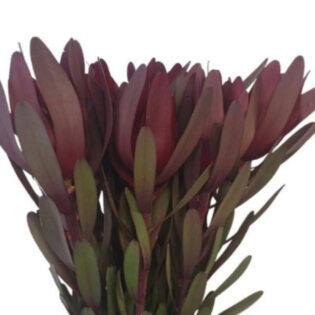 Leucadendron Magenta