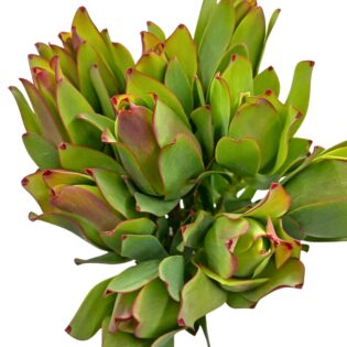 Leucadendron Mountain Rose