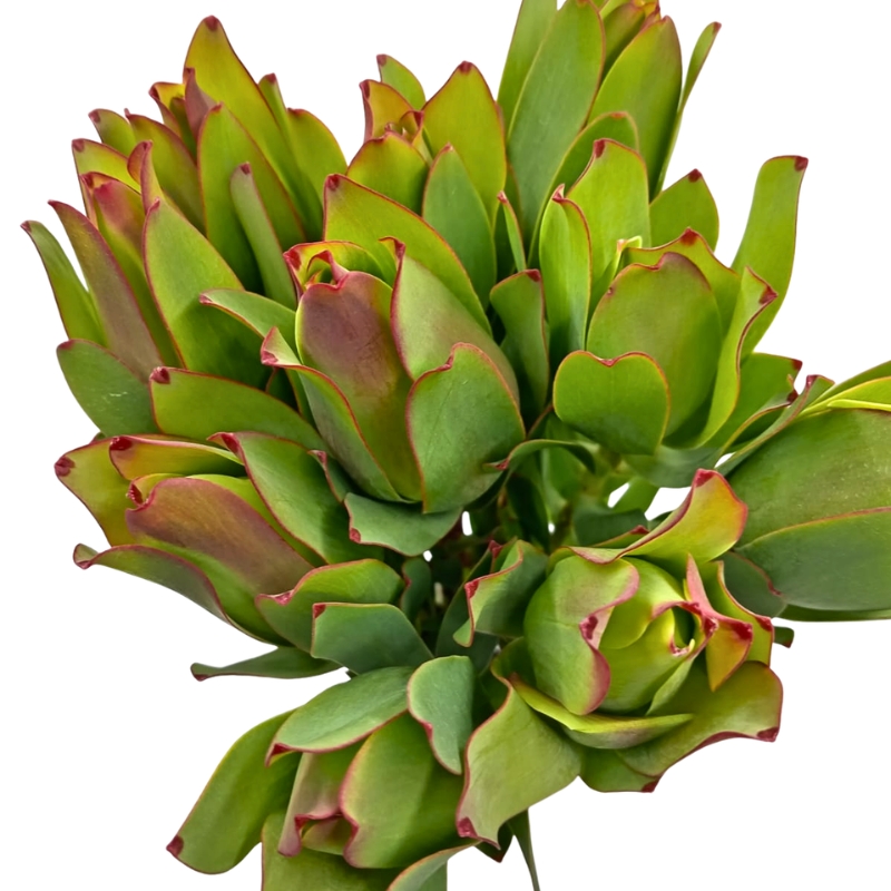 Leucadendron Mountain Rose