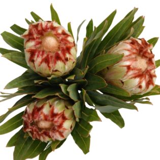 Protea Aurumn