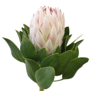 Protea Cynaroides Satin