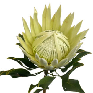 Protea Cynaroides White