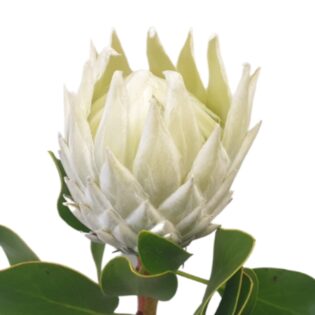 Protea White Full Moon