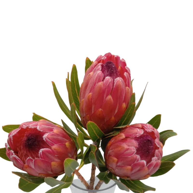 Protea Lancelot