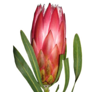 Protea Libencherry