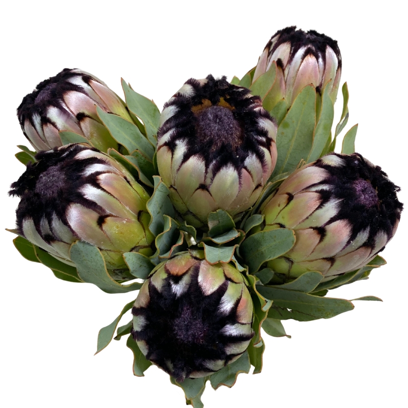 Protea Niobe