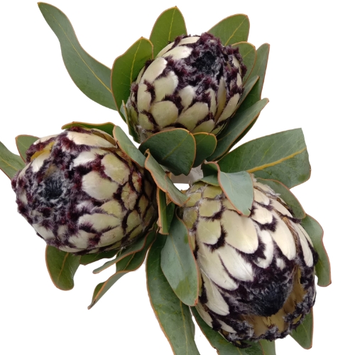 Protea Barbigera Snow Leopard